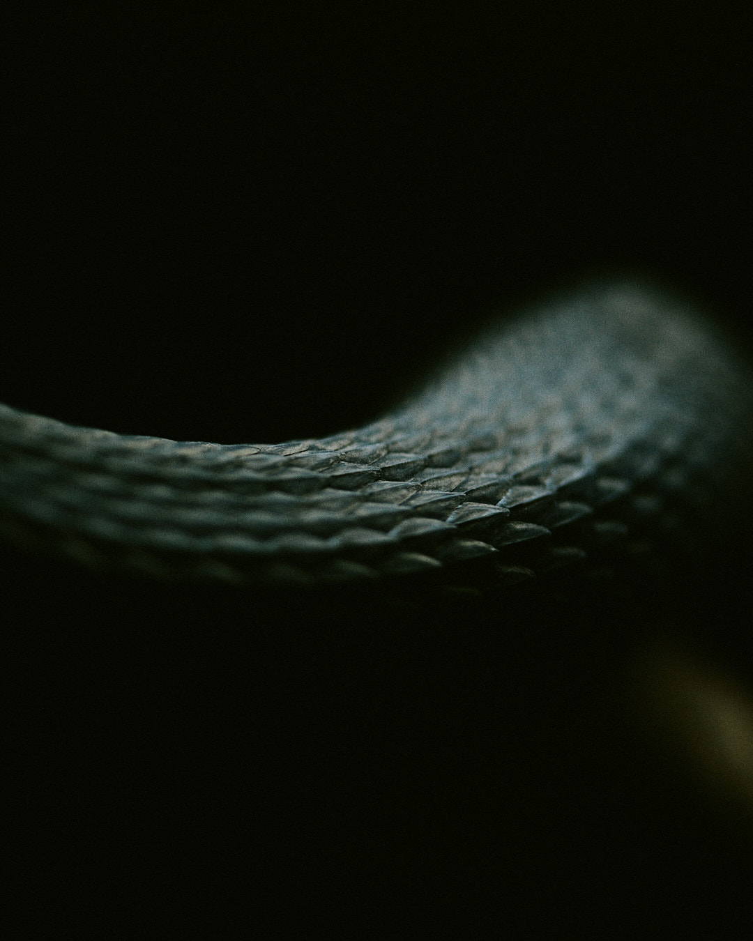 断片的なカラスヘビ